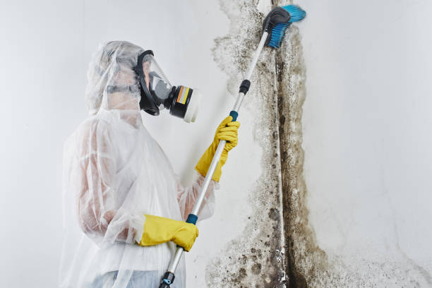 Best Commercial Mold Remediation in Madison, SD