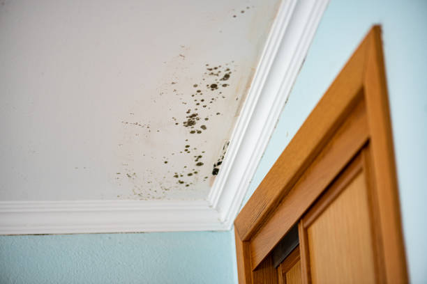 Best Attic Mold Remediation in Madison, SD