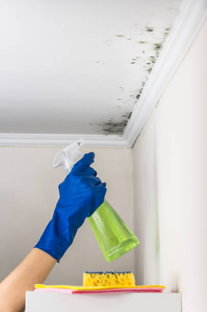 Best Emergency Mold Remediation in Madison, SD