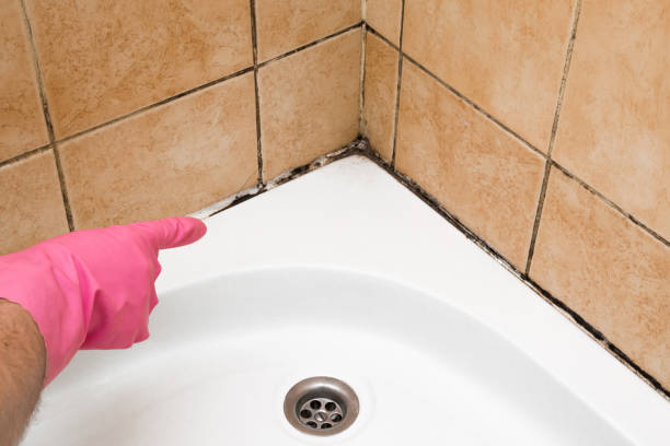 Best White Mold Remediation in Madison, SD